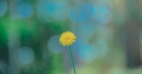 Butterflies, Rainbows, Unicorns, and Dandelions